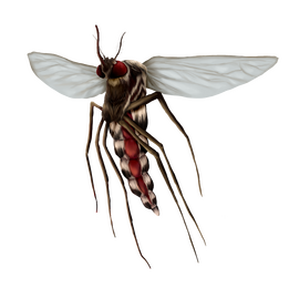 "mosquito". Algonquin Regional High School's "This bites" article. October 2019.